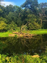 Scenic view of lake in forest