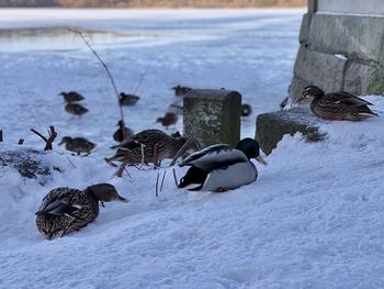 View of birds on snow covered land