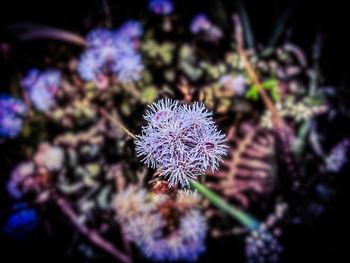 Close-up of purple flower