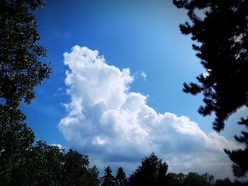 Low angle view of trees against cloudy sky