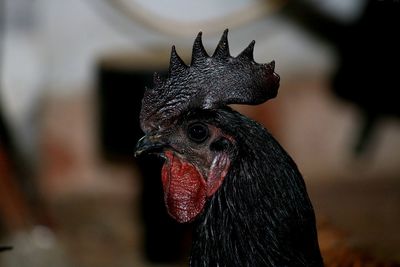 Black chicken 