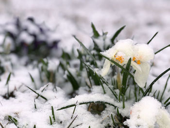 Close-up of snow covered plants