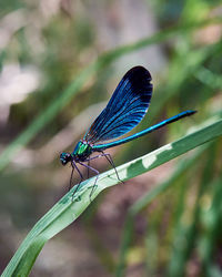 Butterfly on leaf