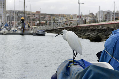 Seagull flying over sea