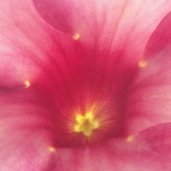 Close-up of pink flower