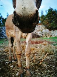 Cropped close-up of horse in farm