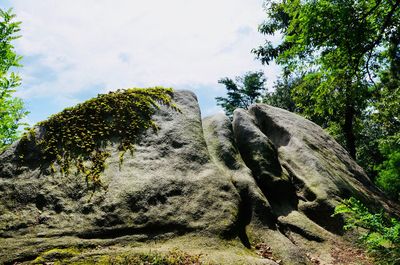 Low angle view of trees against sky