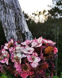 Close-up of wilted plant by tree trunk