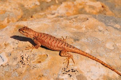 Close-up of lizard on sand