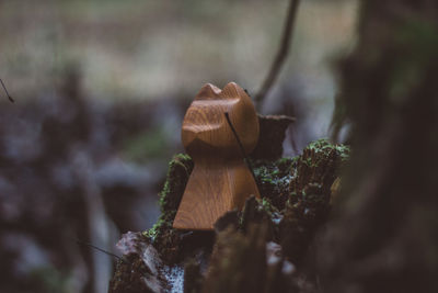 Close-up of mushrooms growing on log in forest