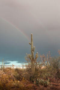 Plant on field against rainbow in sky