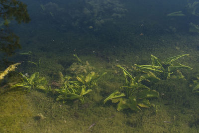 High angle view of fish in sea