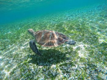 Turtle swimming in sea