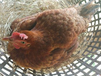 Close-up of bird in cage