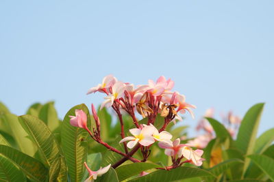 Flowers against clear sky