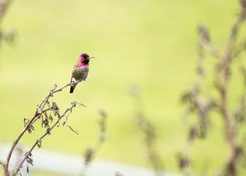 Close-up of bird perching on plant