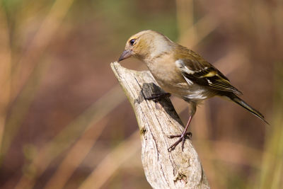 Female chaffinch on branch in beautiful pose