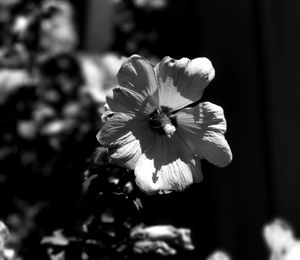 Close-up of flower