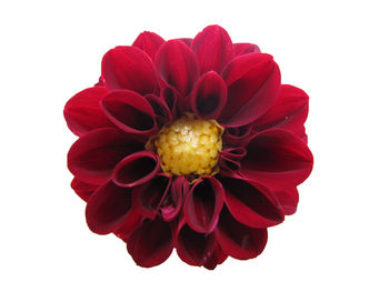 Close-up of red flower over white background