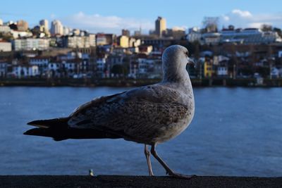Side view of seagull perching on retaining wall against city