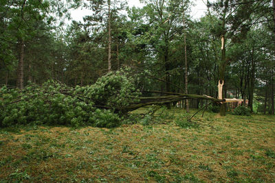Plants and trees in forest