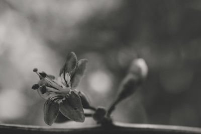 Close-up of flowering plant