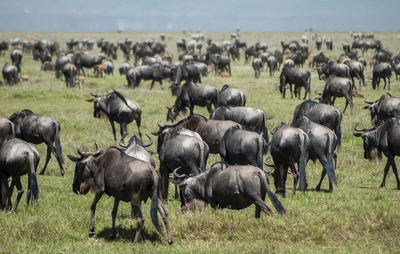 Flock of sheep on field