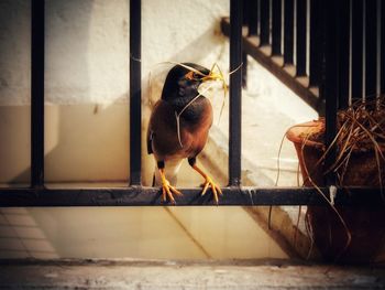 Close-up of bird perching outdoors