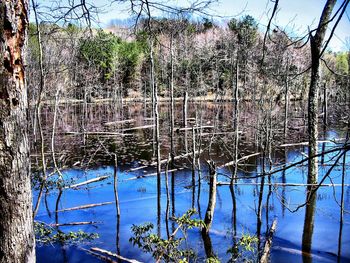 Full frame shot of bare trees against blue sky