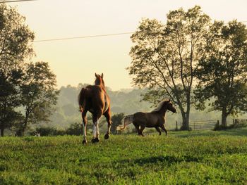 Horses running on field