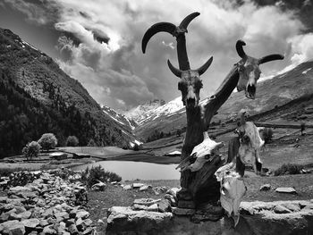 Skulls and bones. sangla kanda, himachal pradesh, india. 