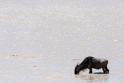 Blue wildebeest drinks from shallow muddy lake