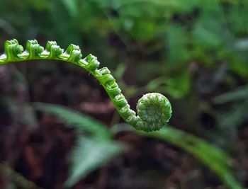 Close-up of fern leaf