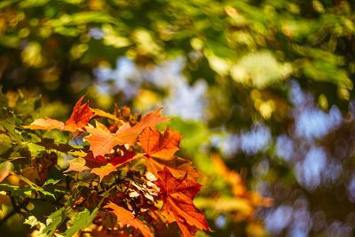 Close-up of maple leaf during autumn