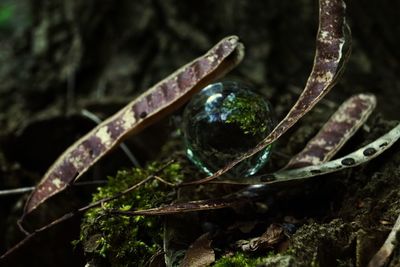 Close-up of rusty metal