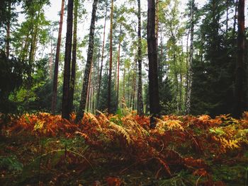 Trees in forest