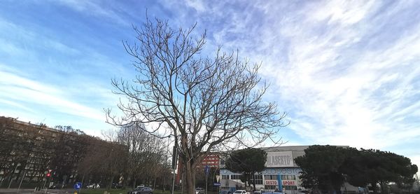 Low angle view of tree and buildings against sky