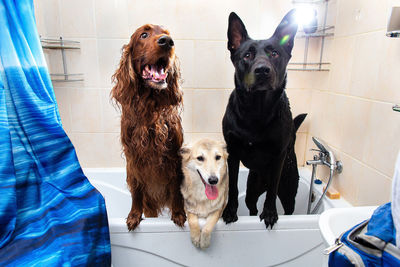 Portrait of dogs in bath tub