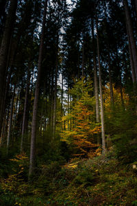 Low angle view of trees in forest