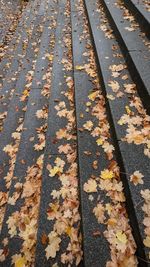 High angle view of maple leaves on railroad track