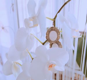 Close-up of white flower hanging on plant
