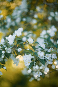 Close-up of white flowering plant