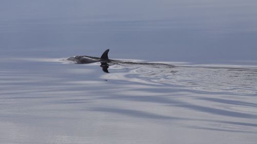 Bird swimming in sea