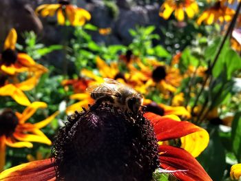 Close-up of bee pollinating on flower