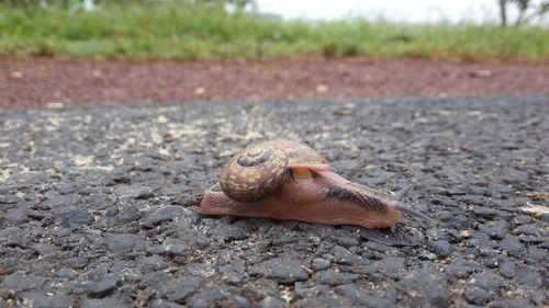 Close-up of snail on ground