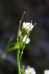 Close-up of white flowering plant