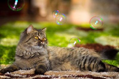 Cat looking at bubbles