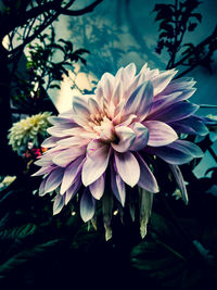 Close-up of flower blooming outdoors