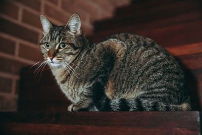 Close-up portrait of cat sitting