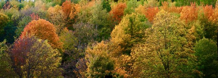 Pine trees in forest during autumn